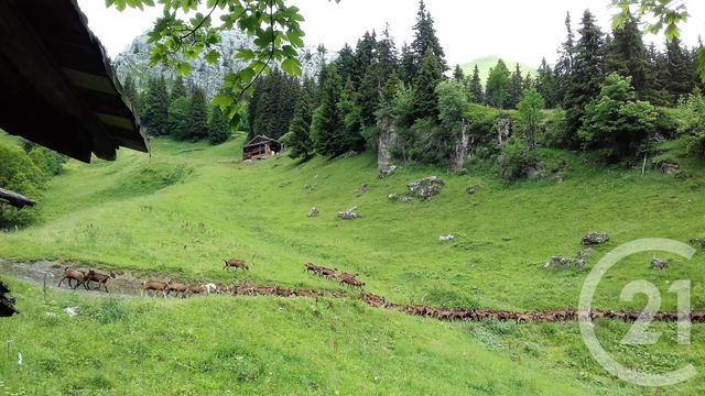 Afficher la photo en grand maison à vendre - 3 pièces - 176.0 m2 - LE GRAND BORNAND - 74 - RHONE-ALPES - Century 21 Aravis Immobilier